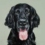 flat coated retriever