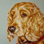 cocker spaniel dog portrait