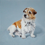 jack russell sitting