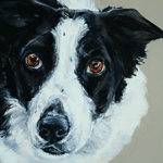 kelpie sheepdog cross