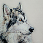 profile malamute dog