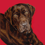 red lab portrait