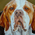 orange and white pointer portrait