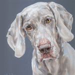 modern weim dog portrait