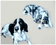 collie & springer painting