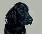 flat coated retriever