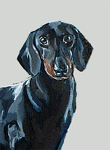 dachshund art portrait