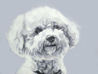 bichon frise portrait