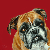 modern boxer dog portrait