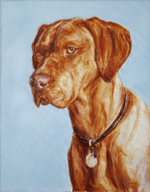 male vizsla dog