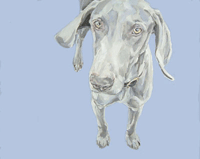 weimaraner pet portrait