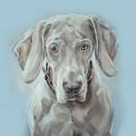 weimaraner portrait