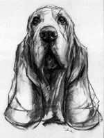 basset hound sketch