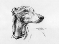 greyhound drawing sketch