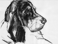 hound profile drawing