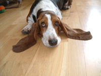basset picture