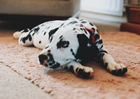 dalmatian picture