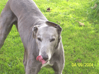 blue greyhound