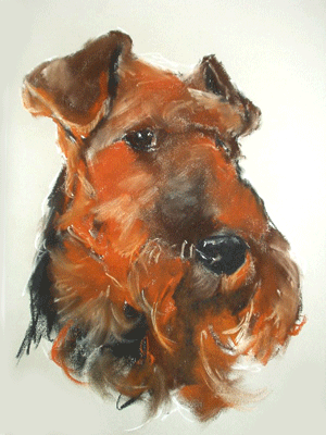 capture the character of your airedale with a a stylish portrait