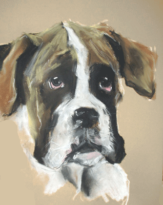 capture the character of your boxer with a a stylish portrait