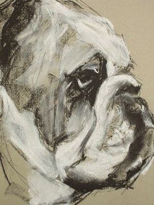 capture the character of your bulldog with a a stylish portrait