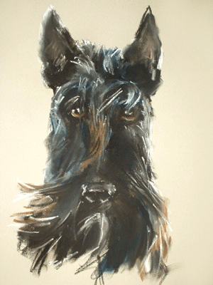capture the character of your scottie with a stylish portrait!